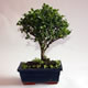 Stromček bonsai