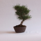 Stromček bonsai