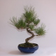 Stromček bonsai