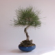 Stromček bonsai