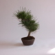Stromček bonsai