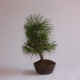 Stromček bonsai