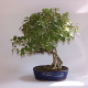 Stromček bonsai