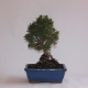 Stromček bonsai