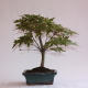Stromček bonsai