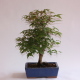 Stromček bonsai