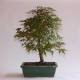 Stromček bonsai