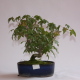 Stromček bonsai