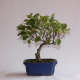 Stromček bonsai