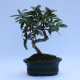 Stromček bonsai