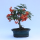 Stromček bonsai