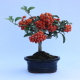 Stromček bonsai