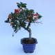 Stromček bonsai