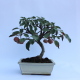 Stromček bonsai