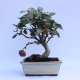 Stromček bonsai
