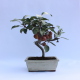 Stromček bonsai
