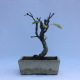 Stromček bonsai