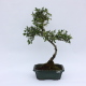 Stromček bonsai