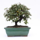 Stromček bonsai