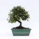 Stromček bonsai
