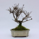 Stromček bonsai