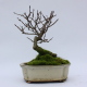 Stromček bonsai