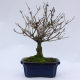 Stromček bonsai
