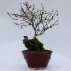 Stromček bonsai