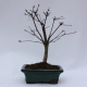 Stromček bonsai