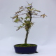Stromček bonsai