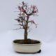 Stromček bonsai