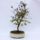 Stromček bonsai
