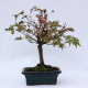 Stromček bonsai