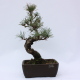Stromček bonsai