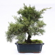 Stromček bonsai
