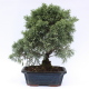 Stromček bonsai
