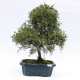 Stromček bonsai