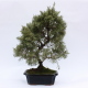 Stromček bonsai