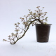 Stromček bonsai
