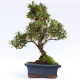 Stromček bonsai