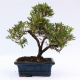 Stromček bonsai