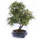 Stromček bonsai