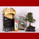 Stromček bonsai