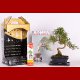 Stromček bonsai