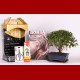 Stromček bonsai