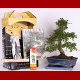 Stromček bonsai
