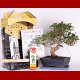 Stromček bonsai