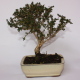 Stromček bonsai
