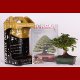 Stromček bonsai