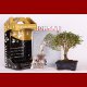 Stromček bonsai